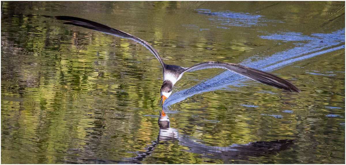 Fezell Nancy Skimmer AssignedSubject   Motion Photography 20251008